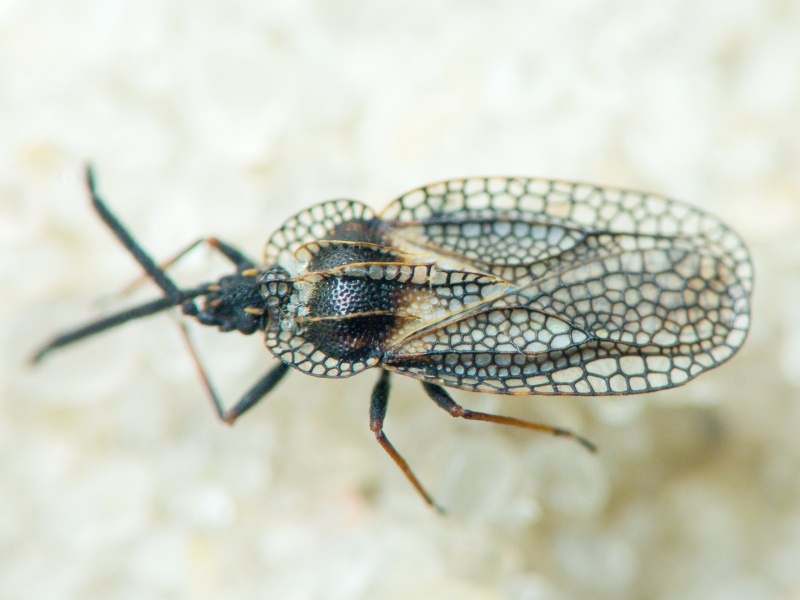 Dictyonota strichnocera Fieber, 1844